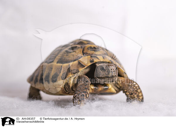 Vierzehenschildkrte / Russian tortoise / AH-08357