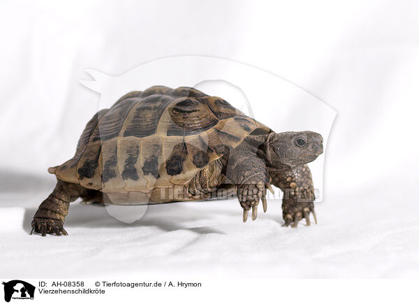 Vierzehenschildkrte / Russian tortoise / AH-08358