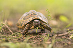 Vierzehenschildkrte