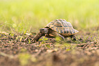 Vierzehenschildkrte