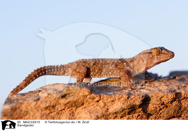 Sandgecko / African giant ground gecko / MAZ-02810
