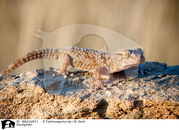 Sandgecko / African giant ground gecko / MAZ-02811