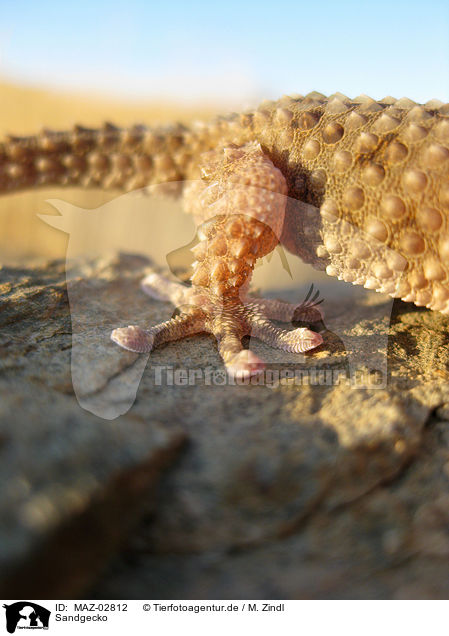 Sandgecko / African giant ground gecko / MAZ-02812