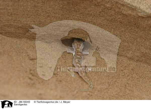 Sandgecko / African giant ground gecko / JM-18040
