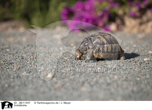 Schildkrte / JM-11447