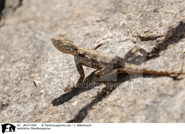 weibliche Siedleragame / female chisel-teeth lizard / JR-01494