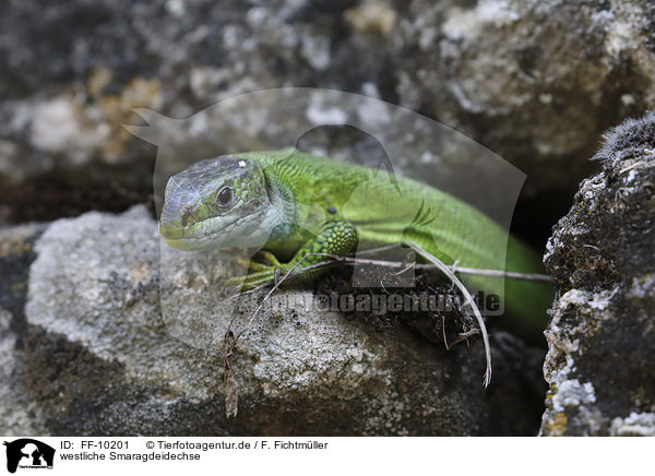 westliche Smaragdeidechse / Western Green Lizard / FF-10201