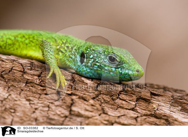 Smaragdeidechse / green lizard / SO-03362