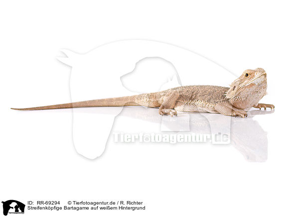 Streifenkpfige Bartagame auf weiem Hintergrund / central bearded dragon at white background / RR-69294
