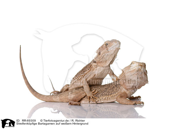 Streifenkpfige Bartagamen auf weiem Hintergrund / central bearded dragons at white background / RR-69309