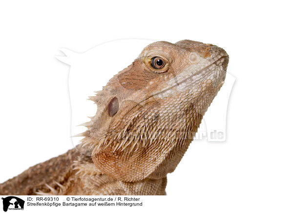 Streifenkpfige Bartagame auf weiem Hintergrund / central bearded dragon at white background / RR-69310