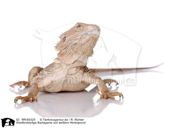 Streifenkpfige Bartagame auf weiem Hintergrund / central bearded dragon at white background / RR-69325