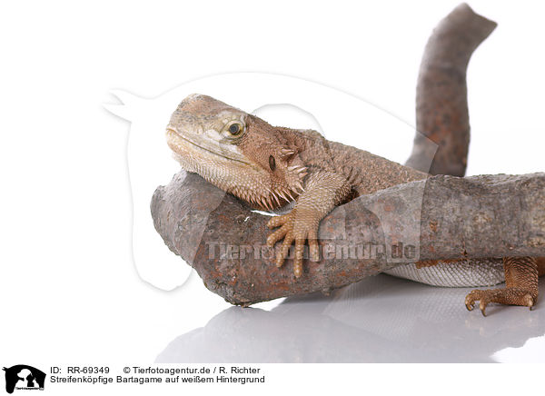 Streifenkpfige Bartagame auf weiem Hintergrund / central bearded dragon at white background / RR-69349