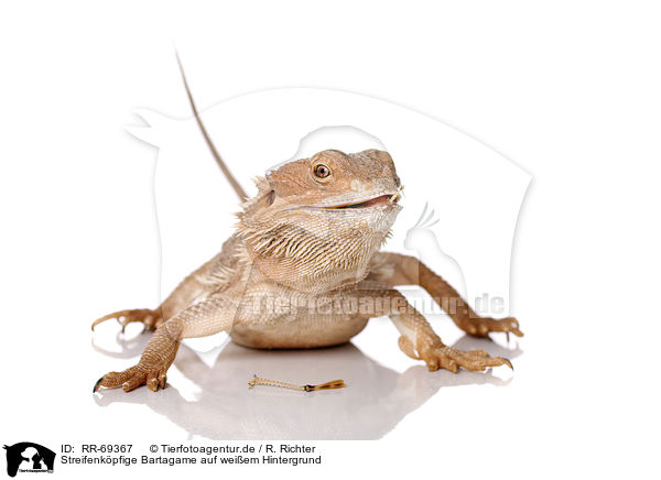 Streifenkpfige Bartagame auf weiem Hintergrund / central bearded dragon at white background / RR-69367