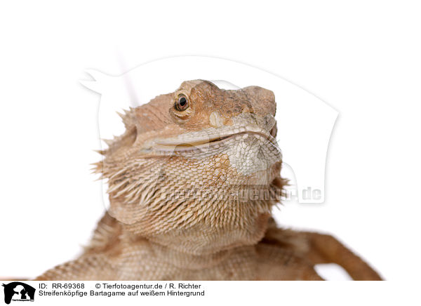 Streifenkpfige Bartagame auf weiem Hintergrund / central bearded dragon at white background / RR-69368