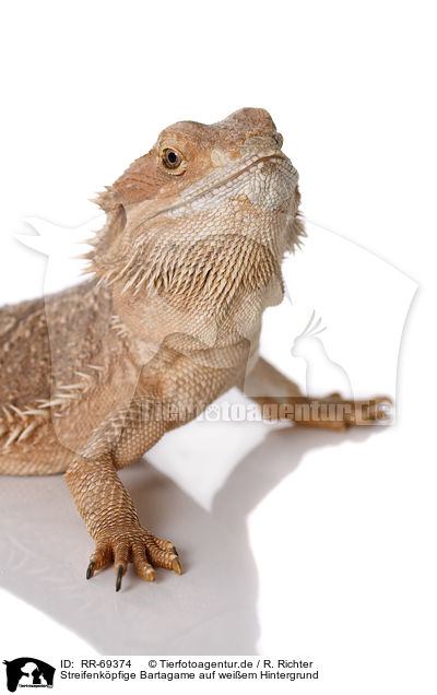 Streifenkpfige Bartagame auf weiem Hintergrund / central bearded dragon at white background / RR-69374
