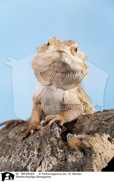 Streifenkpfige Bartagame / central bearded dragon / RR-69384