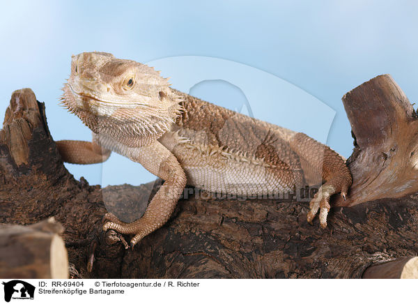 Streifenkpfige Bartagame / central bearded dragon / RR-69404