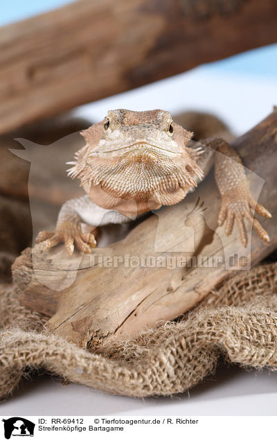 Streifenkpfige Bartagame / central bearded dragon / RR-69412