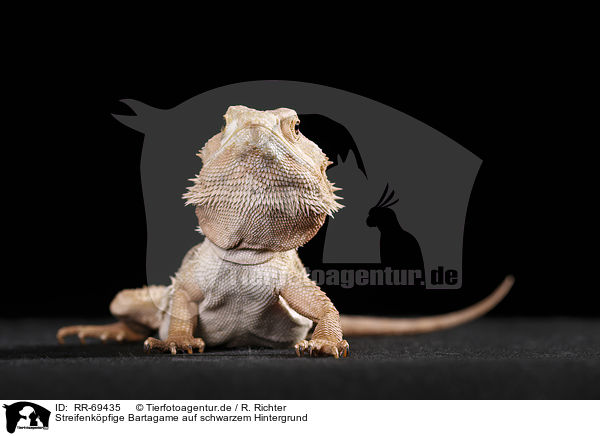 Streifenkpfige Bartagame auf schwarzem Hintergrund / central bearded dragon at black background / RR-69435