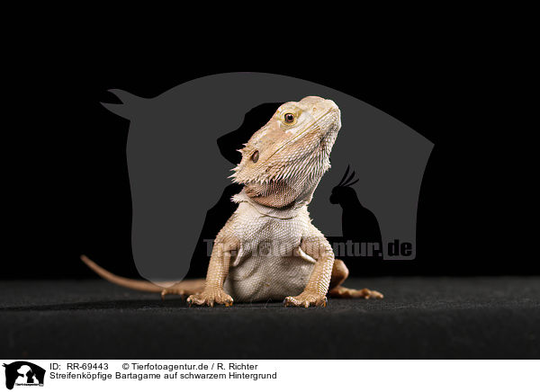 Streifenkpfige Bartagame auf schwarzem Hintergrund / central bearded dragon at black background / RR-69443