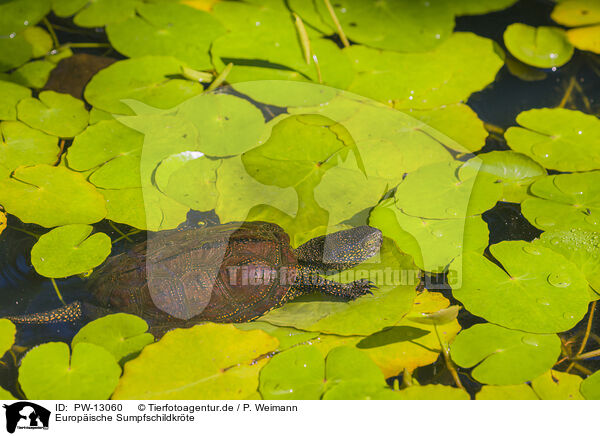 Europische Sumpfschildkrte / European pond terrapin / PW-13060