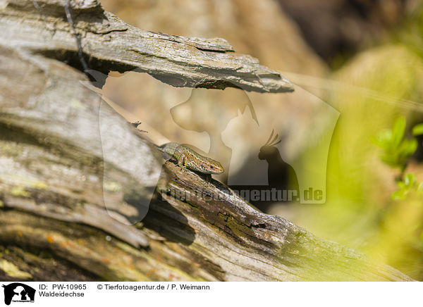 Waldeidechse / common lizard / PW-10965