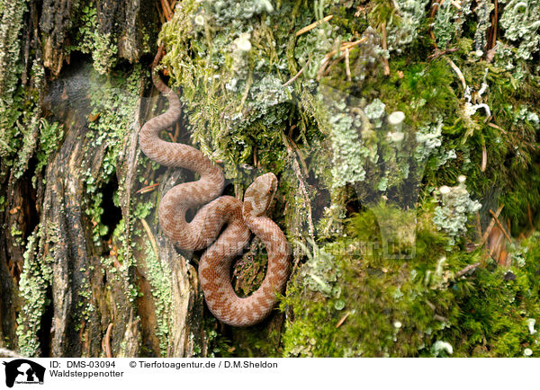 Waldsteppenotter / snake / DMS-03094