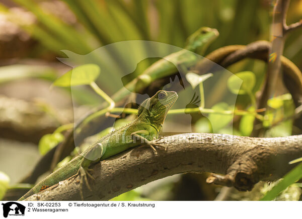 2 Wasseragamen / 2 water dragons / SK-02253