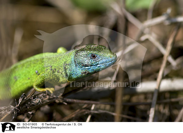 westliche Smaragdeidechse / western green lizard / SO-01905