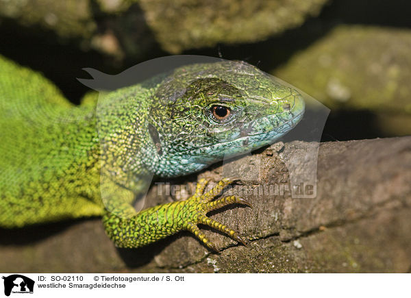 westliche Smaragdeidechse / western green lizard / SO-02110
