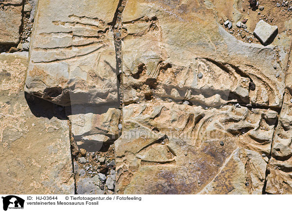 versteinertes Mesosaurus Fossil / fossil find / HJ-03644