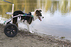 Hund mit Rollstuhl