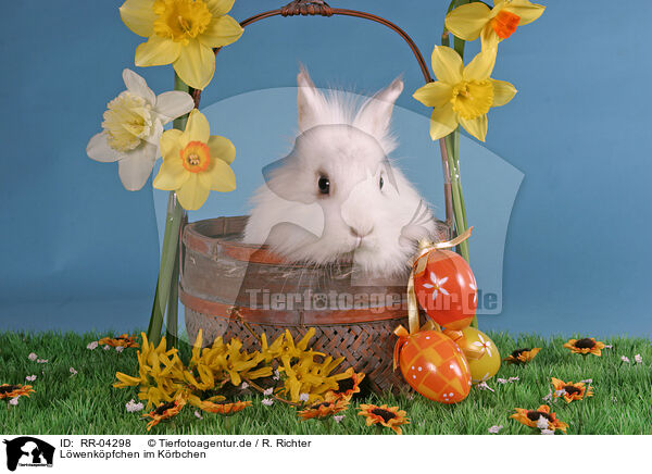 Lwenkpfchen im Krbchen / bunny in the basket / RR-04298