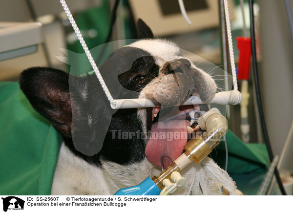 Operation bei einer Franzsichen Bulldogge / SS-25607