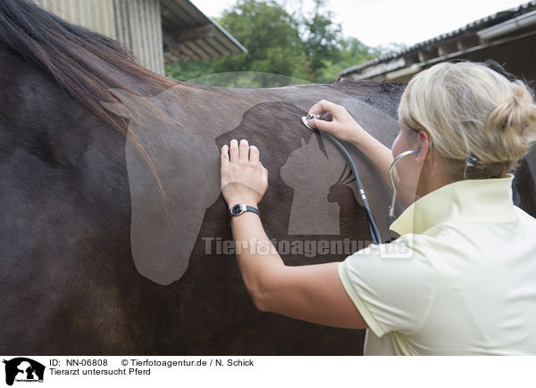 Tierarzt untersucht Pferd / NN-06808