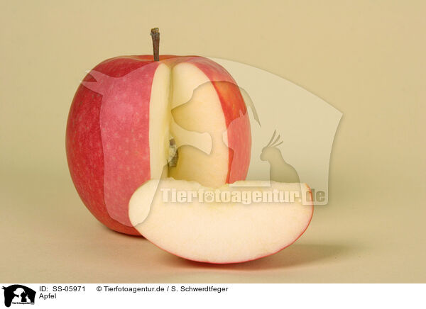 Apfel / apple / SS-05971