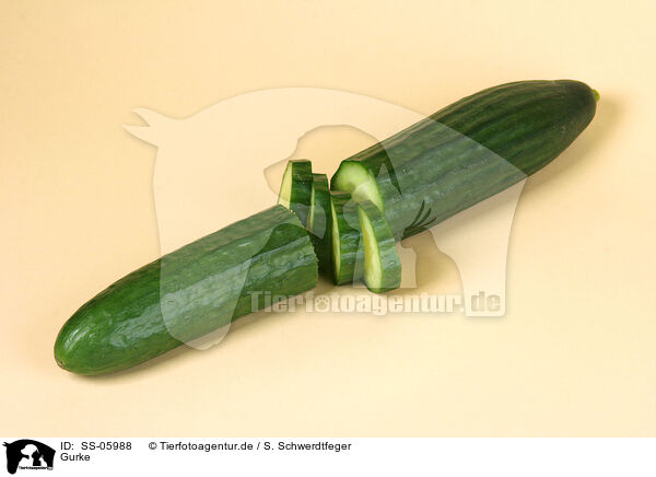 Gurke / cucumber / SS-05988