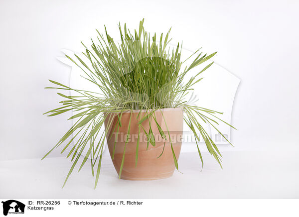 Katzengras / cat grass / RR-26256