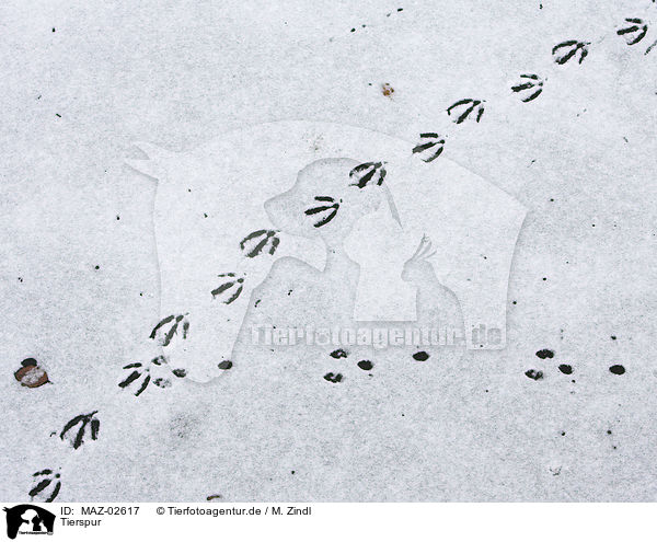 Tierspur / footprint / MAZ-02617