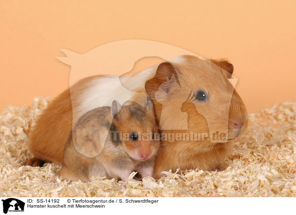Hamster kuschelt mit Meerschwein / SS-14192