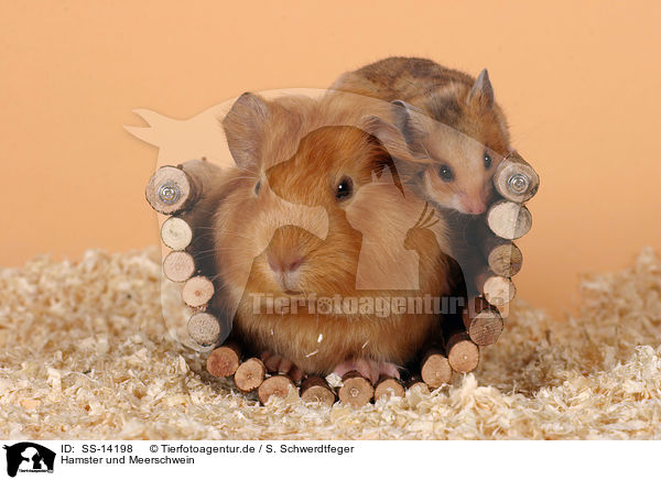 Hamster und Meerschwein / guinea pig and golden hamster / SS-14198