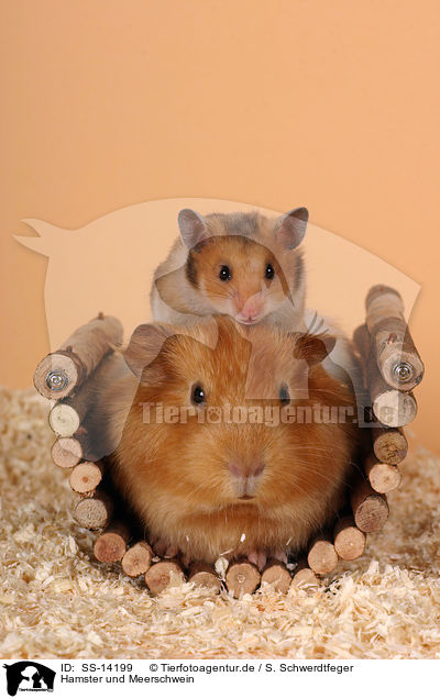 Hamster und Meerschwein / guinea pig and golden hamster / SS-14199