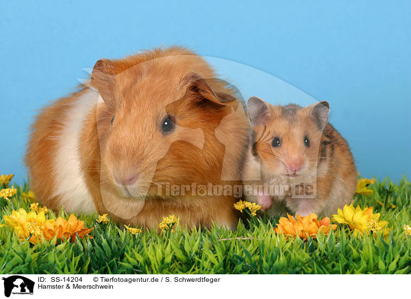 Hamster & Meerschwein / guinea pig and hamster / SS-14204