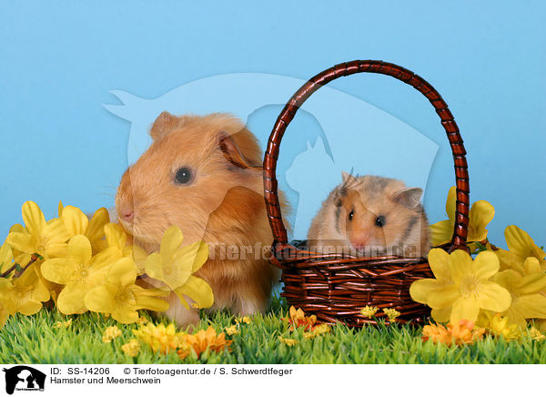 Hamster und Meerschwein / guinea pig and golden hamster / SS-14206