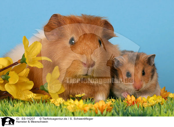Hamster & Meerschwein / guinea pig and hamster / SS-14207
