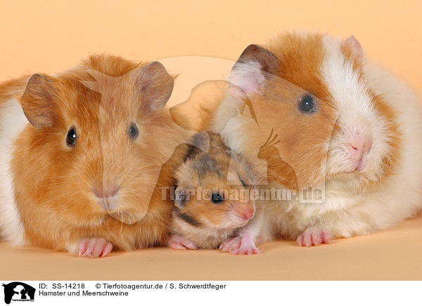 Hamster und Meerschweine / guinea pigs and golden hamster / SS-14218