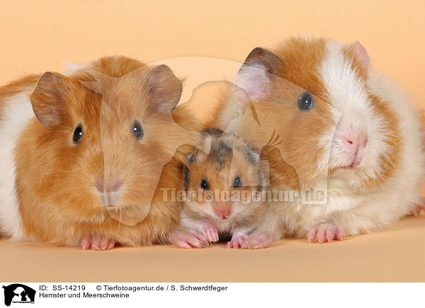 Hamster und Meerschweine / guinea pigs and golden hamster / SS-14219