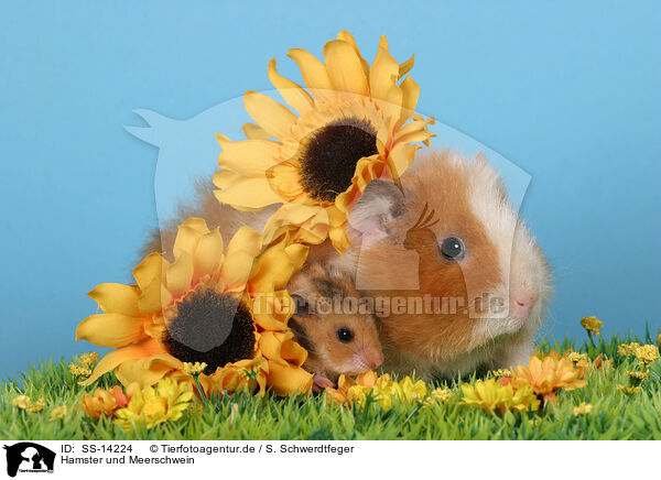 Hamster und Meerschwein / hamster and guinea pig / SS-14224