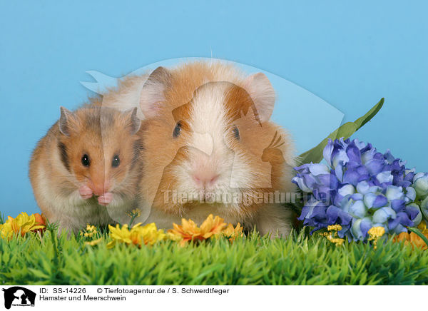 Hamster und Meerschwein / hamster and guinea pig / SS-14226